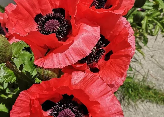 Apartmán 2-5 Bettwohnung By Interhome